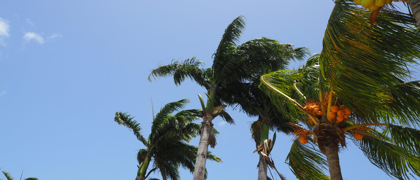 Martinique Palms