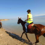 Firefly Holidays Zaton Resort Horses 600h