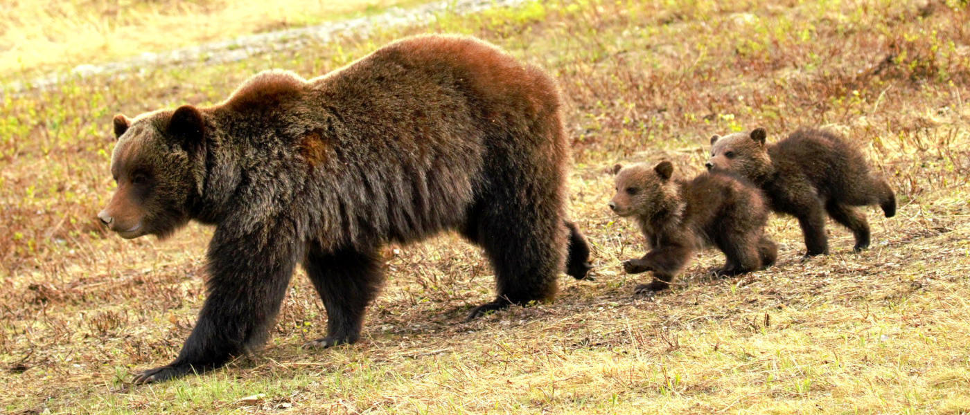 Firefly Holidays Jasper Bears