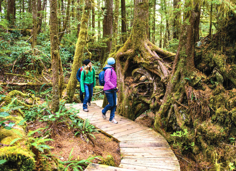 Firefly Holidays Vancouver Island Forest 1 600h