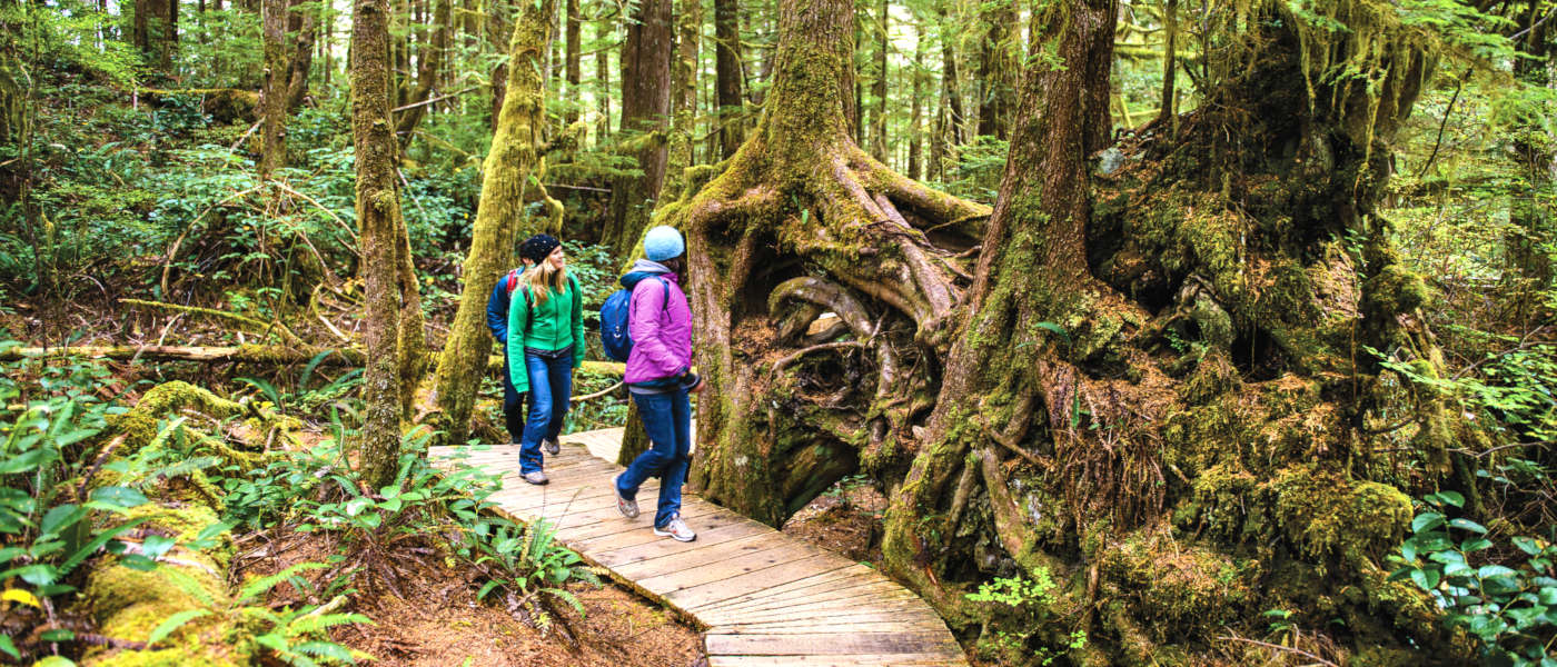 Firefly Holidays Vancouver Island Forest 1