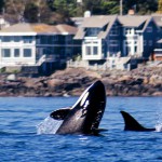 Firefly Holidays Vancouver Island Whales 1