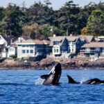 Firefly Holidays Canada Vancouver Island Whales 1 600h