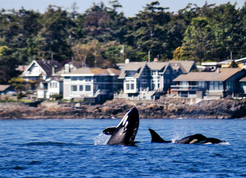 Firefly Holidays Canada Vancouver Island Whales 1 600h