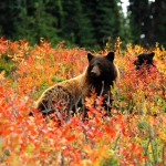 Firefly Holidays Whistler Bears