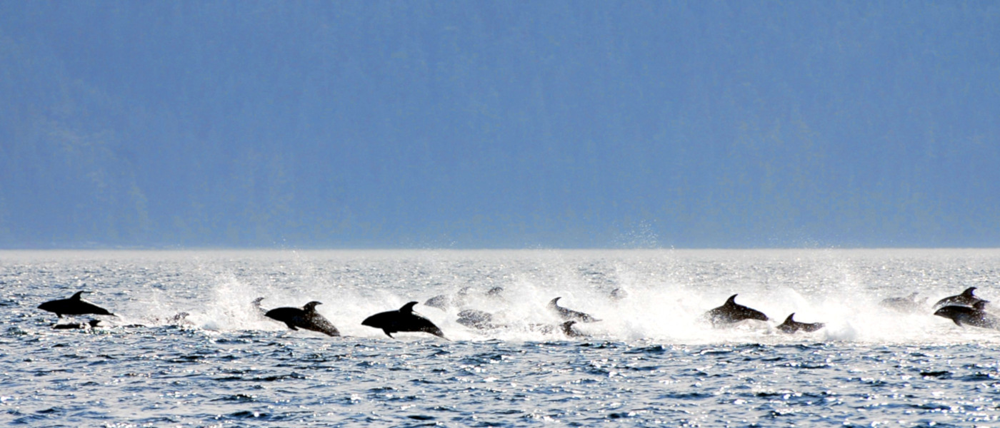 Firefly West Coast Dolphins