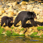 Firefly Holidays Canada Vancouver Island Bears 1 600h