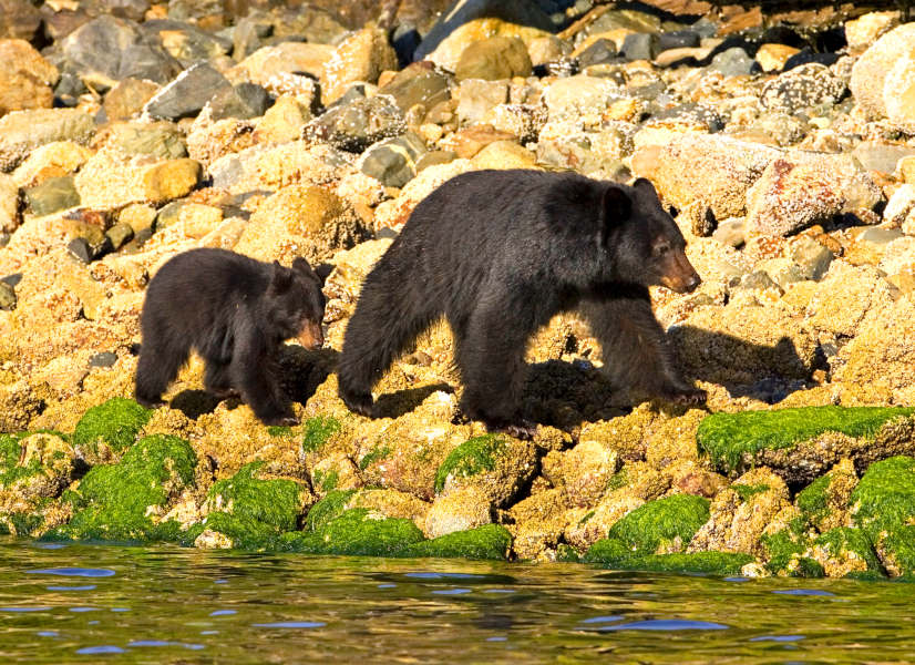 Firefly Holidays Canada Vancouver Island Bears 1 600h