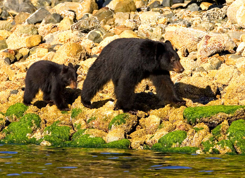 Tofino Bears 1 600h