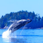 Firefly Holidays Canada Vancouver Island Whale 2 600h