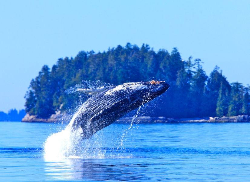 Firefly Holidays Canada Vancouver Island Whale 2 600h