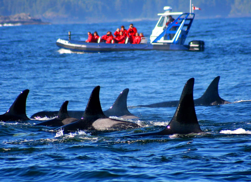 Tofino Whale 3 600h