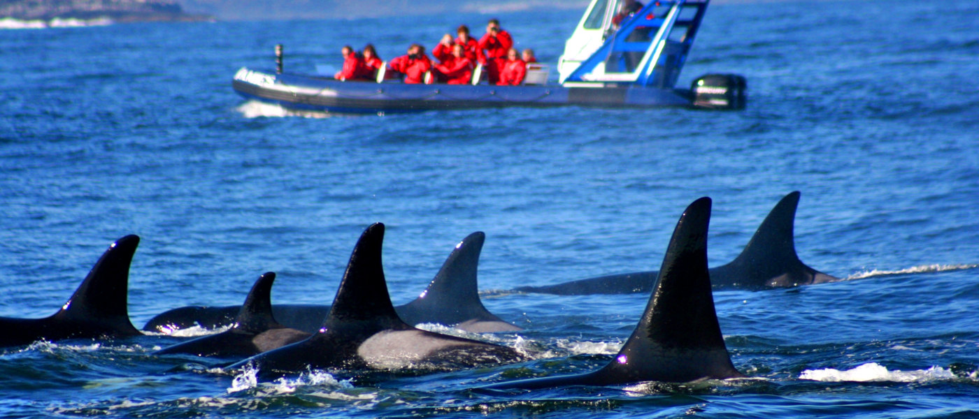 Tofino Whale 3