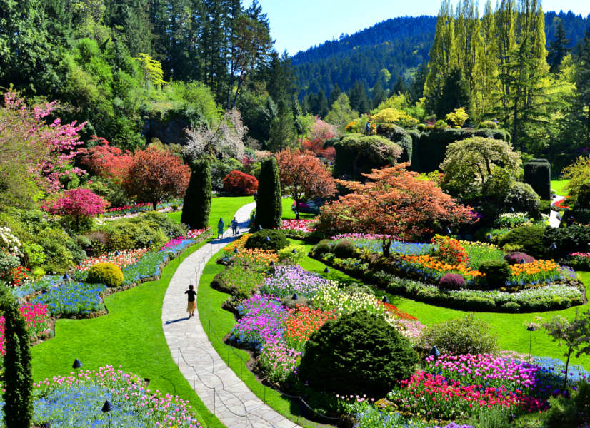 Firefly Victoria Butchart Gardens 600h